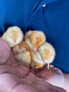 Three fluffy golden baby chicks nestled together in a person's hands, resting peacefully. The close-up image highlights their soft yellow feathers and showcases the gentle care involved in raising backyard chickens.