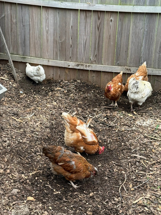 Members of our backyard flock enjoying a dust bath and scratching through wood chips in their fenced chicken run—healthy, natural behaviors every new chicken owner should encourage.